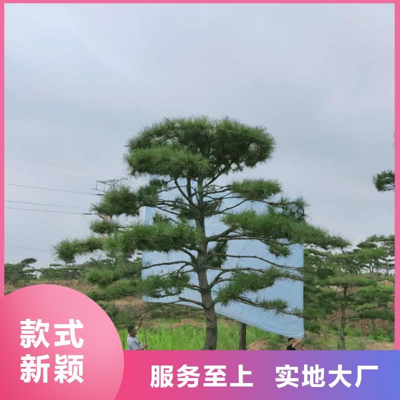 造型松造型油松滿足您多種采購(gòu)需求