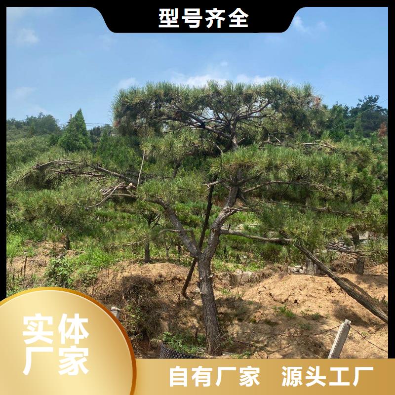 造型松造型油松滿足您多種采購(gòu)需求