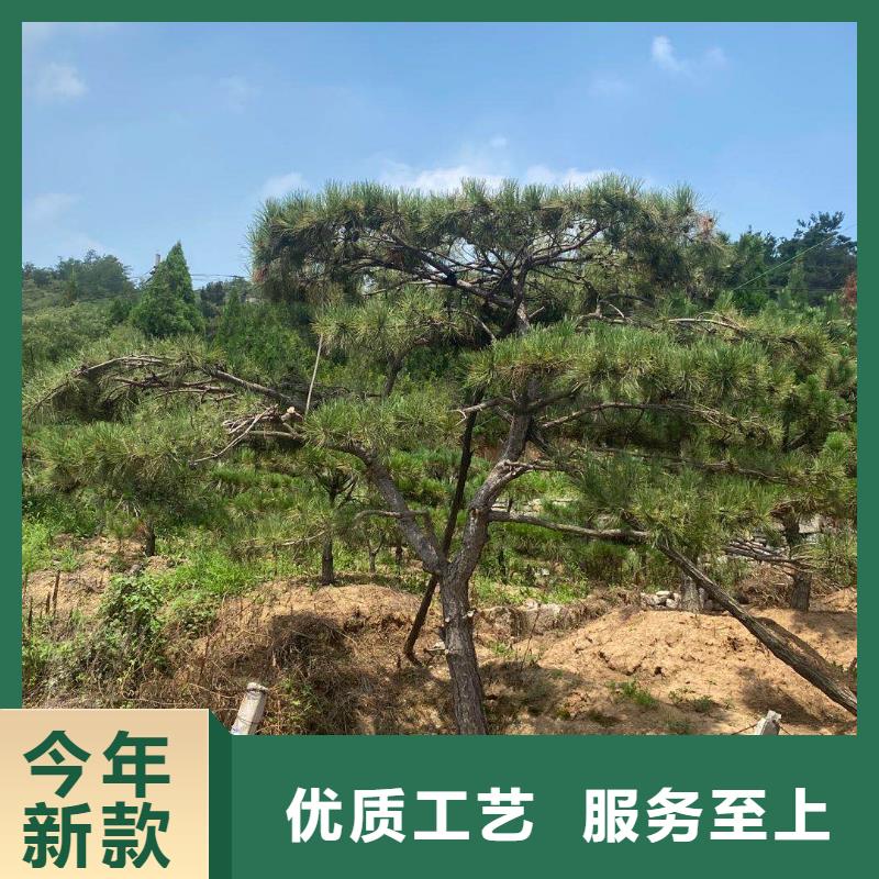 造型松,造型油松精選貨源
