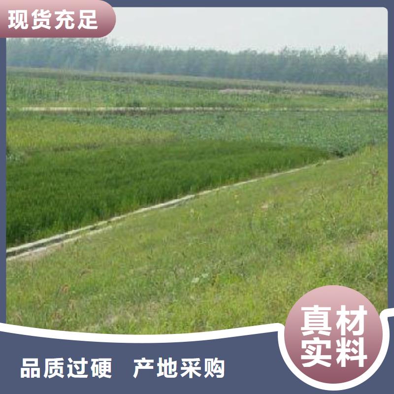 【 三维植被网,三维复合排水网多年厂家可靠】-鼎诺土工材料(吕梁市分公司)