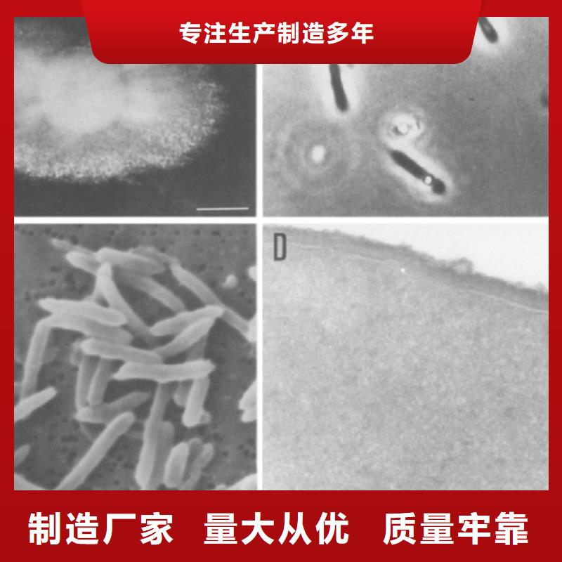 培养菌种碳源生产