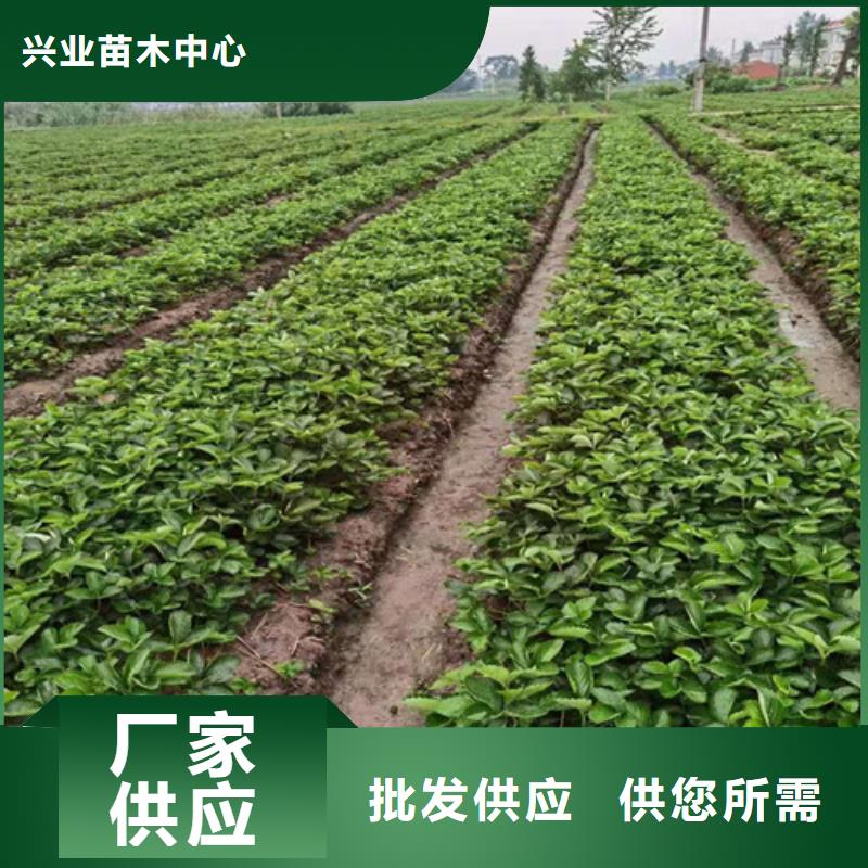 穴盤草莓苗