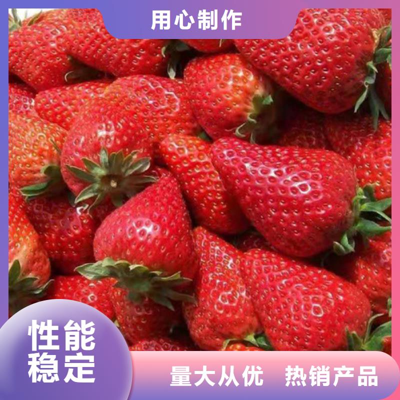 華艷草莓苗