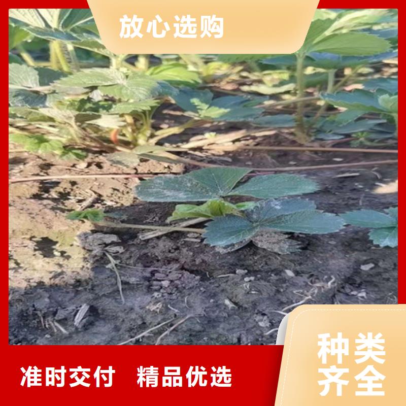 雪里香草莓苗