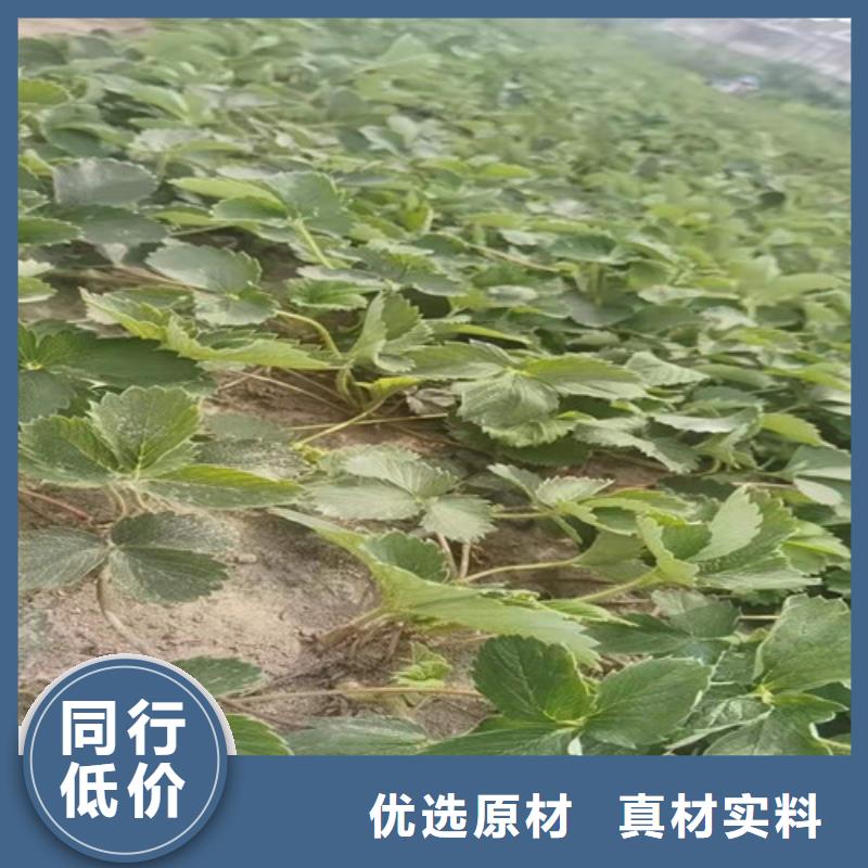 白雪小町草莓苗