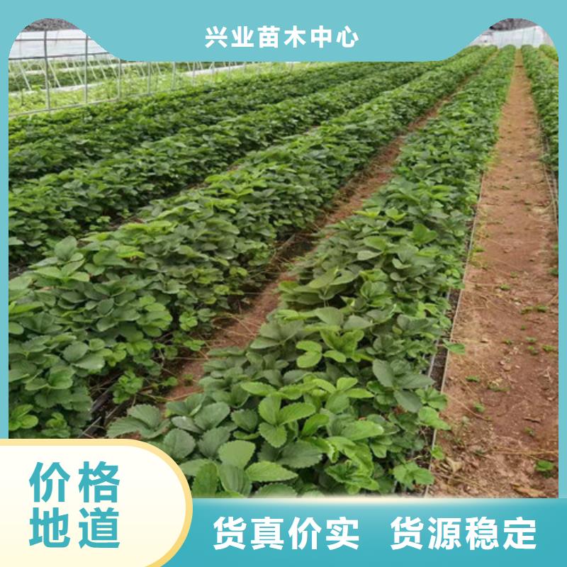 草莓苗【珍珠油杏】优质工艺