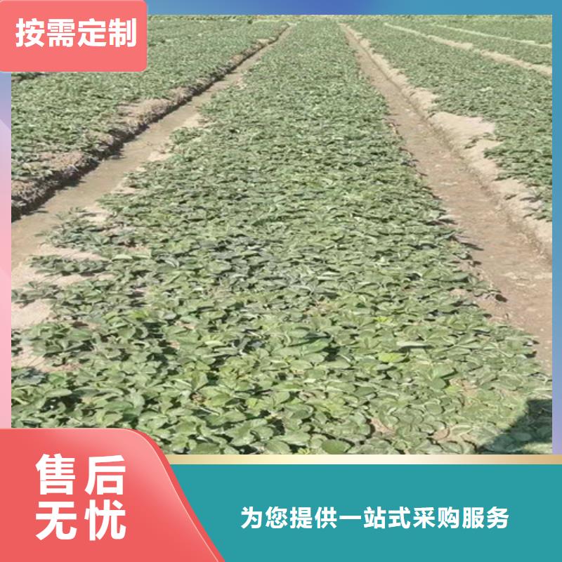 久香草莓种苗