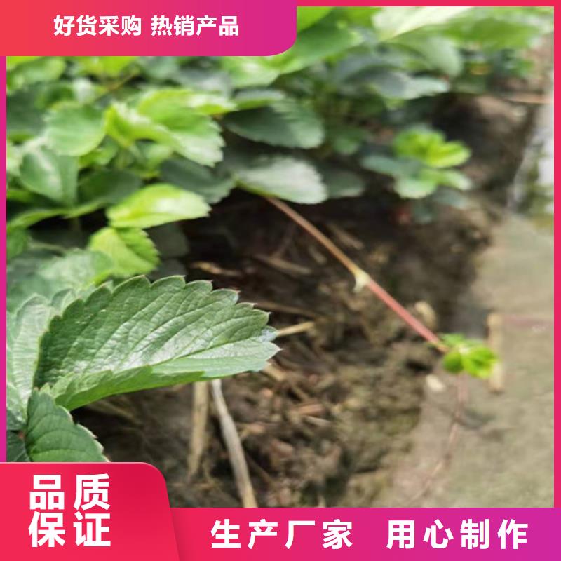 草莓苗-大金星山楂苗一站式厂家