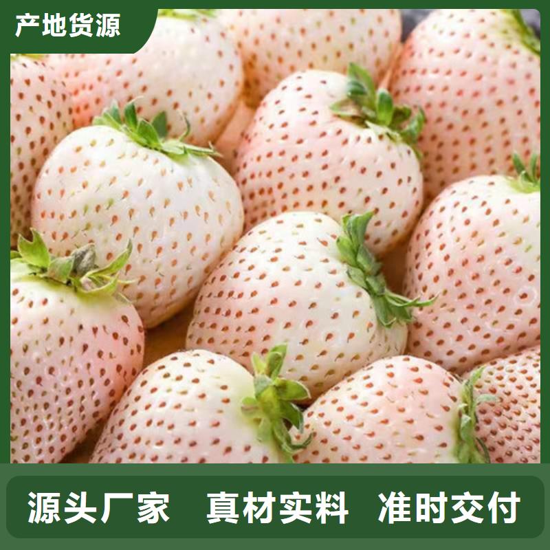 白雪公主草莓苗行情