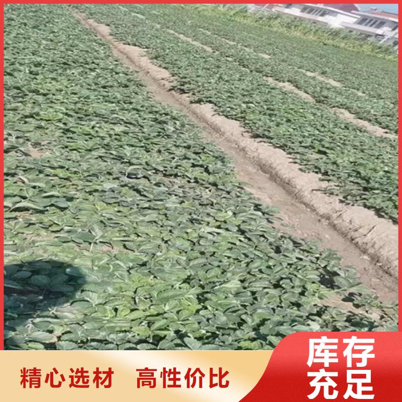 紫果無花果樹苗