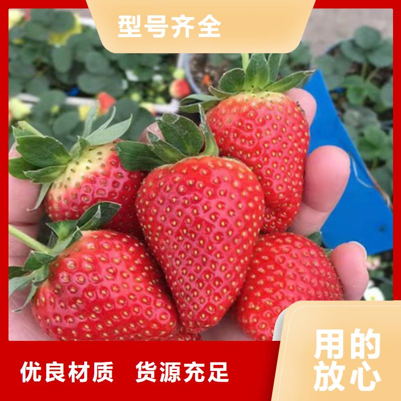 草莓苗1公分杏树苗好厂家有担当