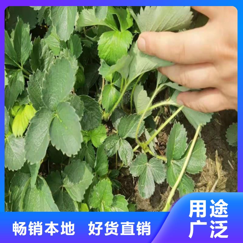隋珠草莓苗