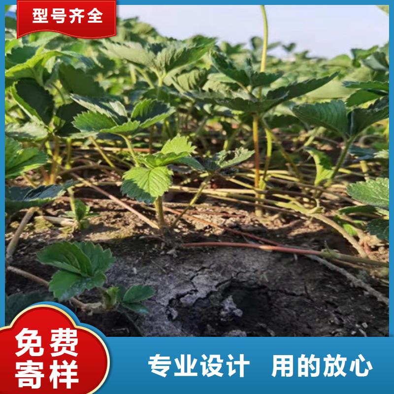 豐產黃無花果苗
