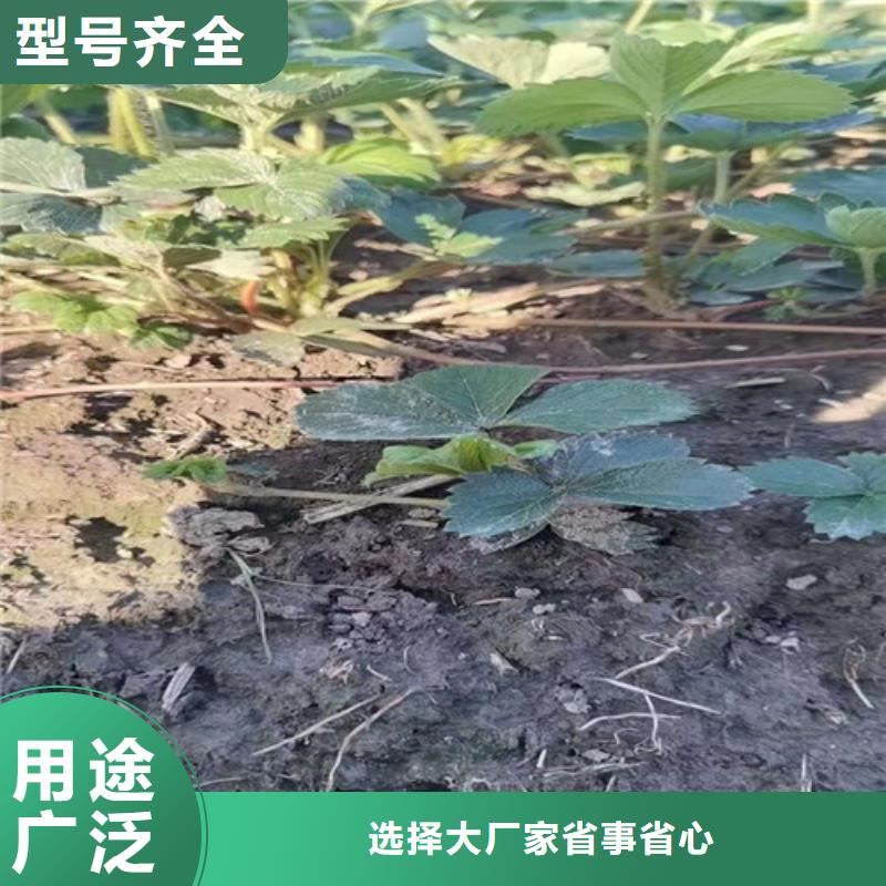 蒙特瑞草莓苗