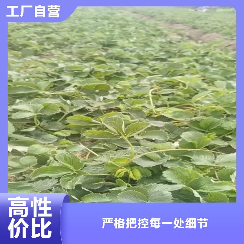 【草莓苗嘎啦苹果苗库存量大】