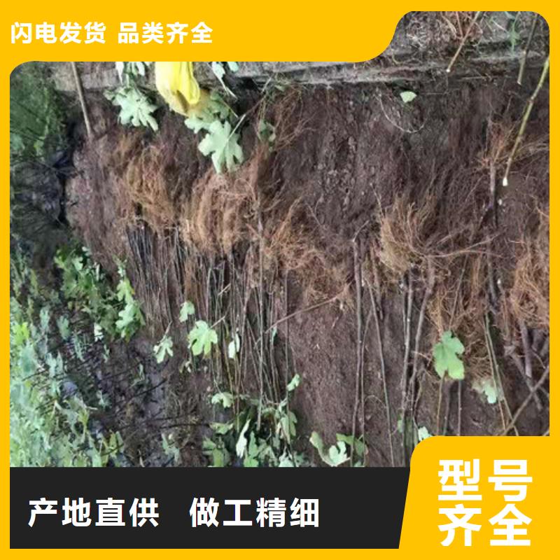 【無花果】-草莓苗保障產品質量