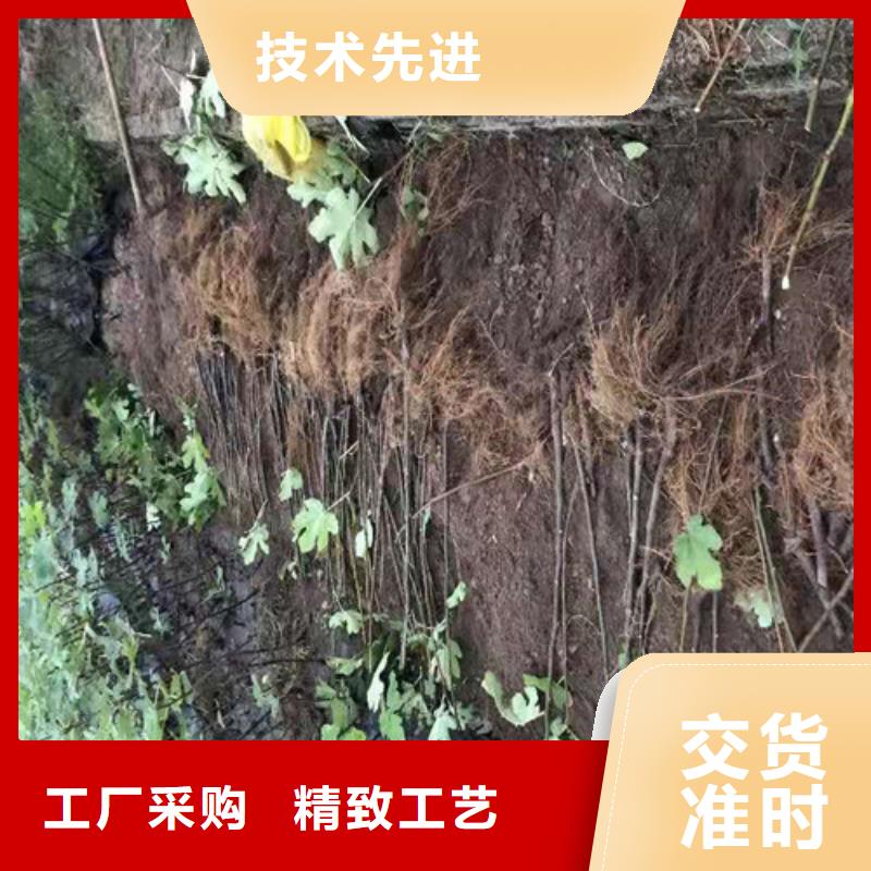 斯特拉无花果树