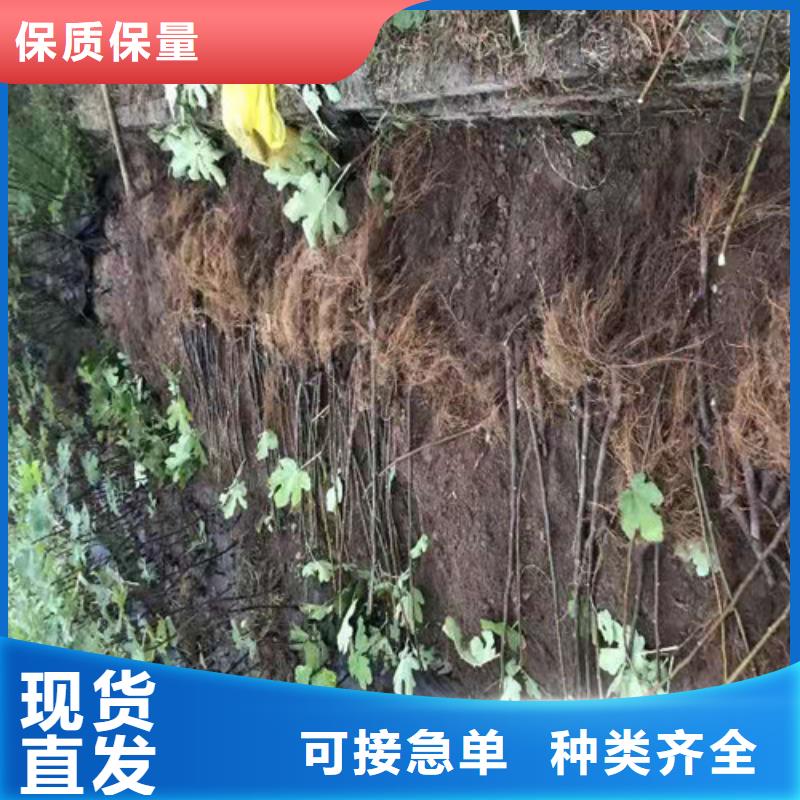 美利亞無花果苗