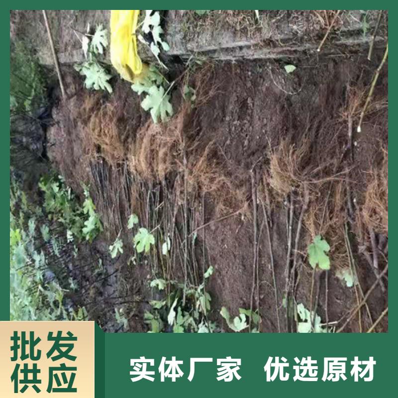 斯特拉无花果苗产地价格