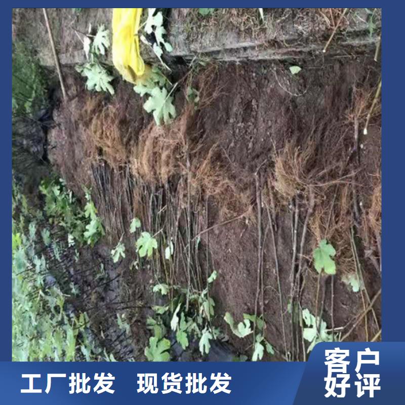 芭勞奈無(wú)花果苗
