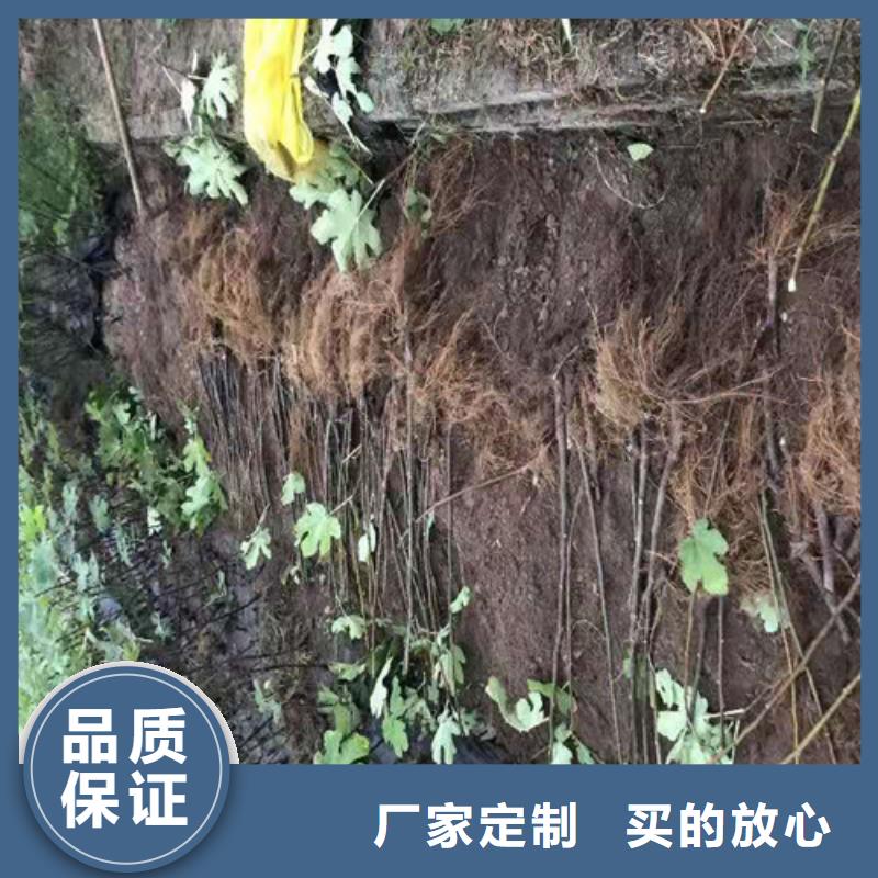 無花果藍莓苗快速報價