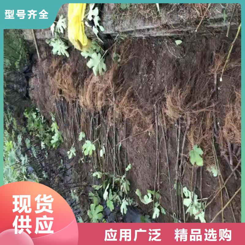紫果無花果樹苗