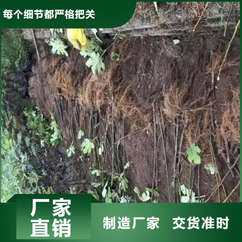 【無花果,杏苗把實(shí)惠留給您】