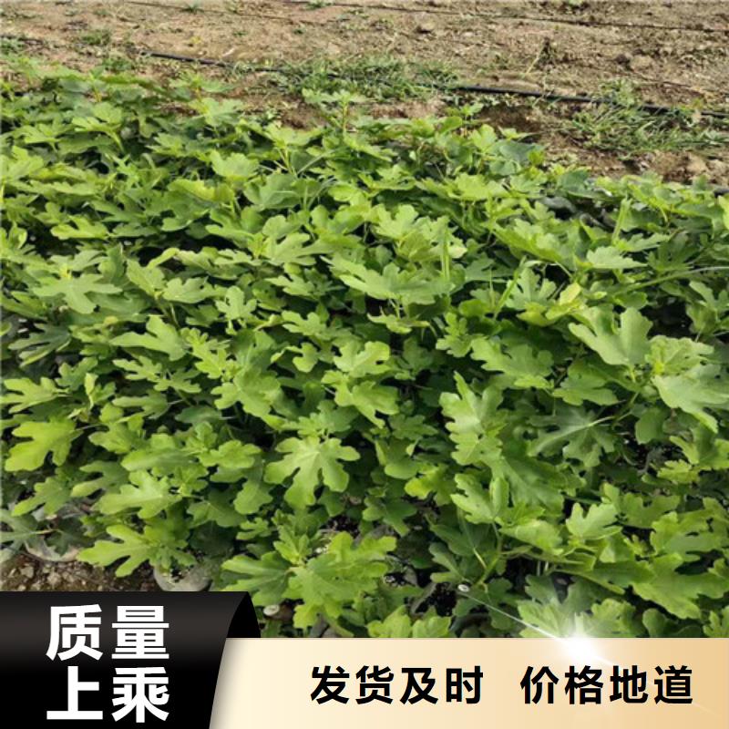 芭勞奈無花果苗