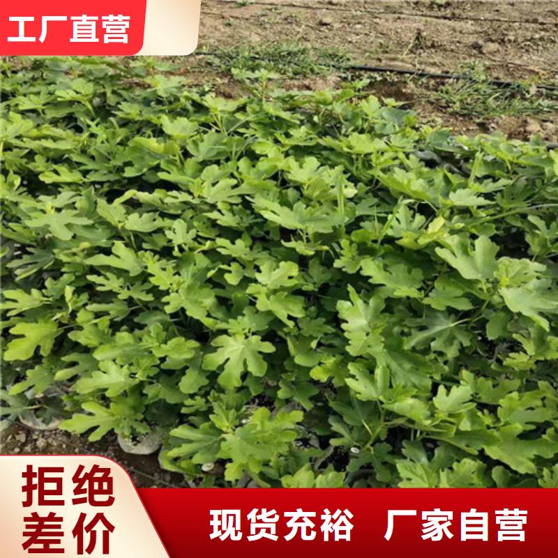 無花果大棚草莓苗匠心工藝
