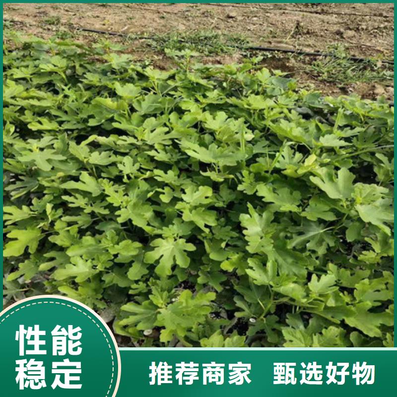 布蘭瑞克無花果樹苗