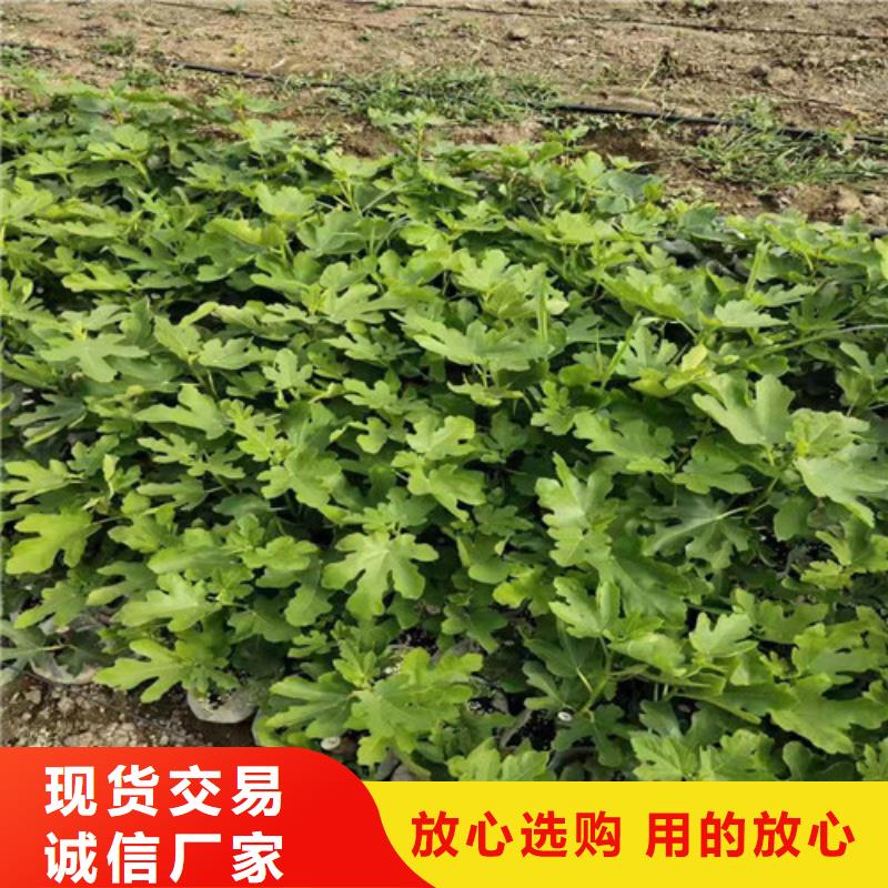 华丽无花果树苗种植基地