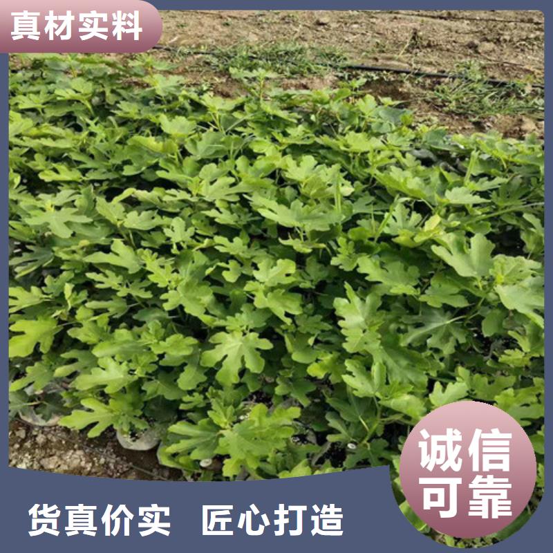 金傲芬無花果樹苗