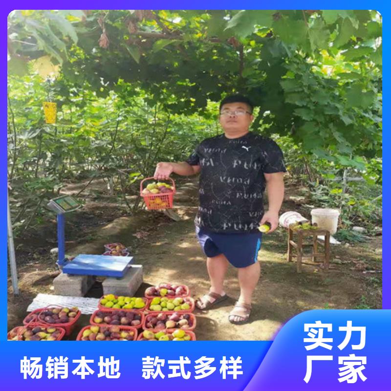 豐產黃無花果樹