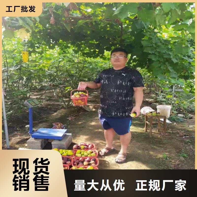 美利亚无花果树