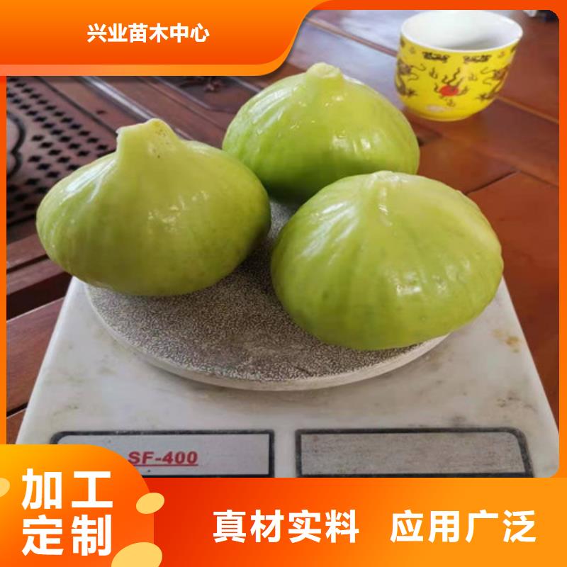 定安縣斯特拉無(wú)花果苗