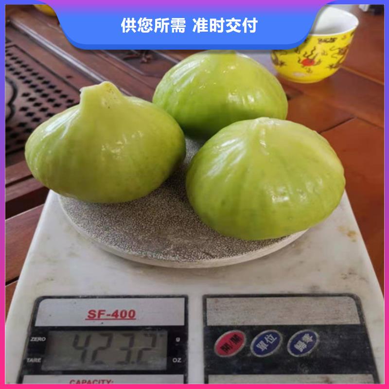 無花果梨樹苗材質(zhì)實在