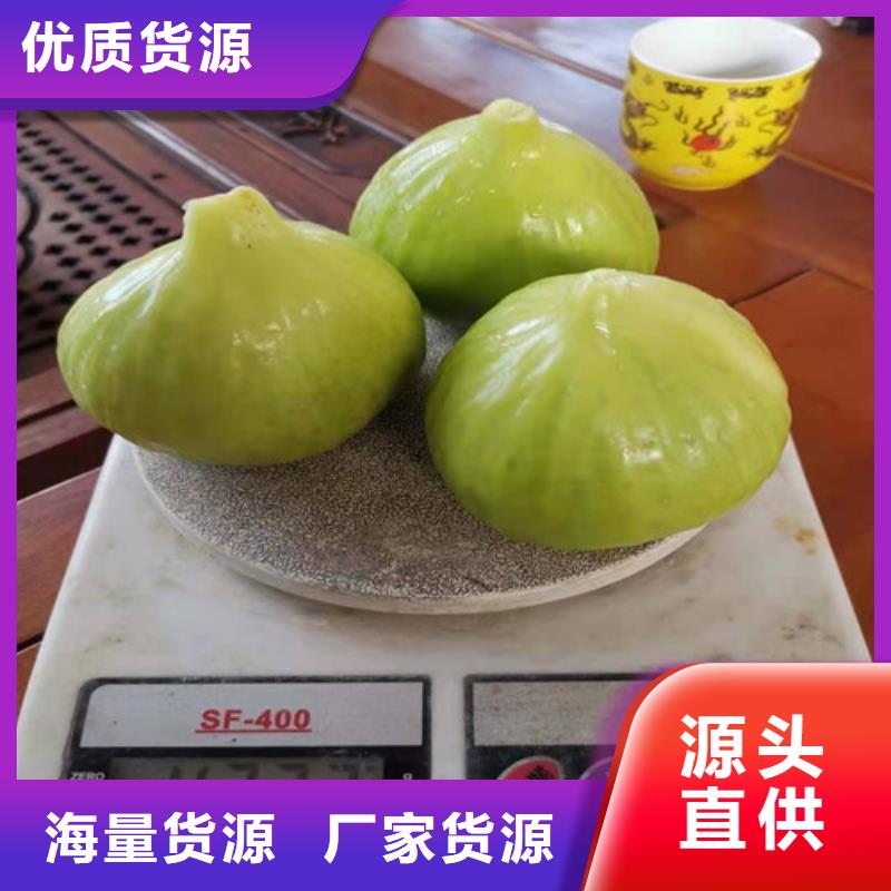 【無花果_板栗苗多年行業(yè)經(jīng)驗】