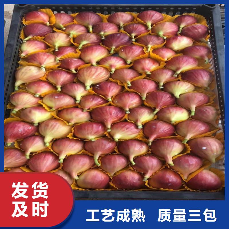 【無花果】早酥紅梨匠心制造