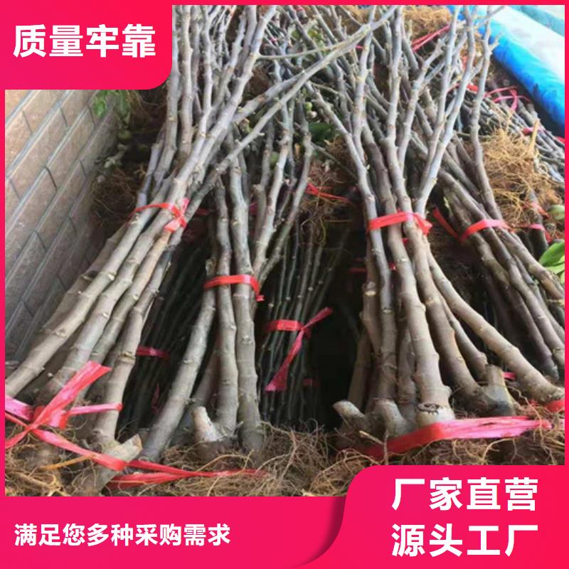 【無花果】梨樹苗廠家直銷值得選擇