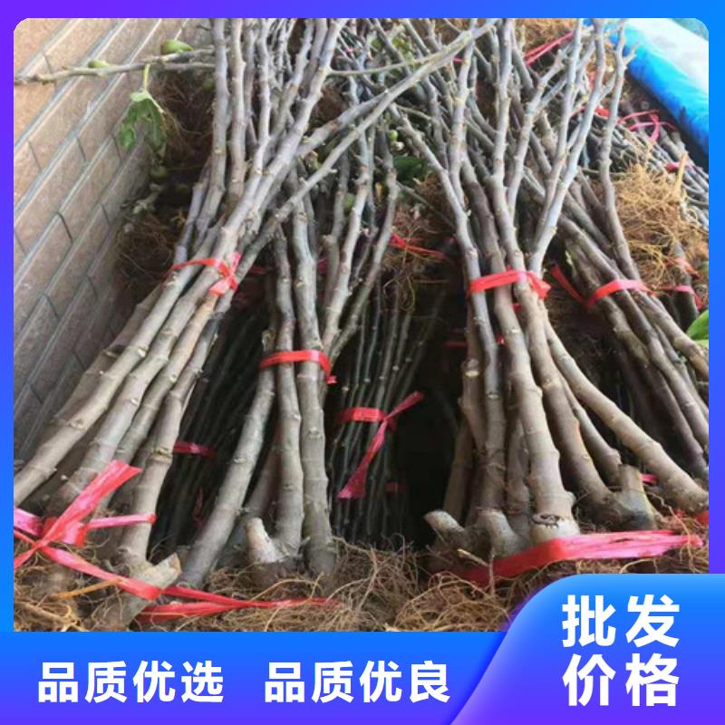 芭勞奈無花果苗