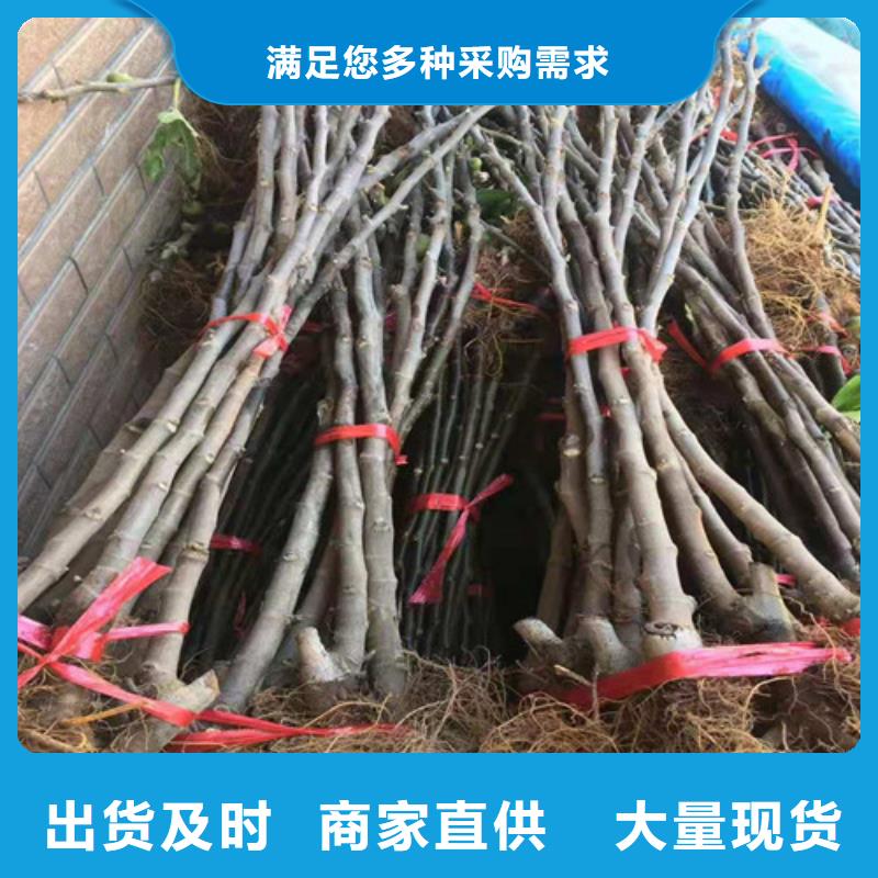 中農寒優無花果苗