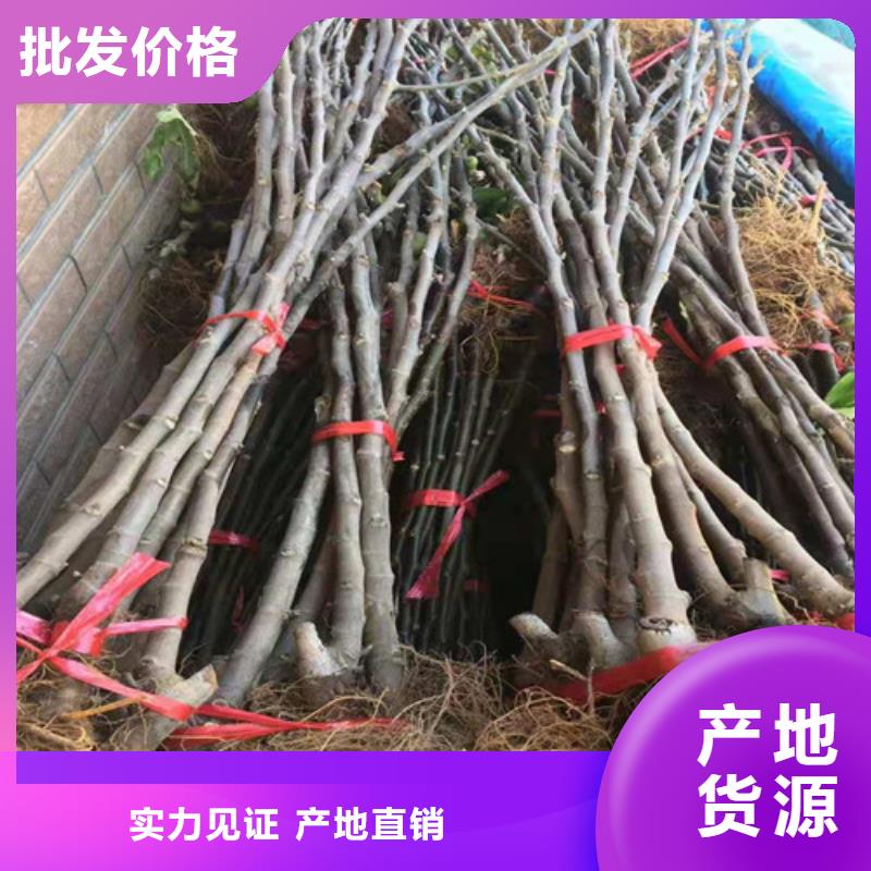 无花果西瓜苗细节决定成败