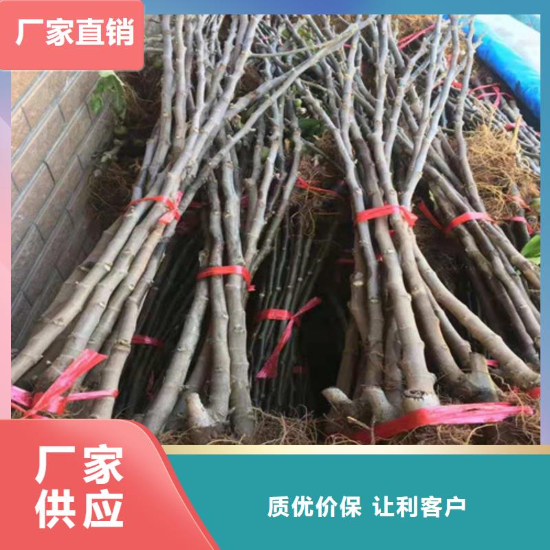 豐產黃無花果樹