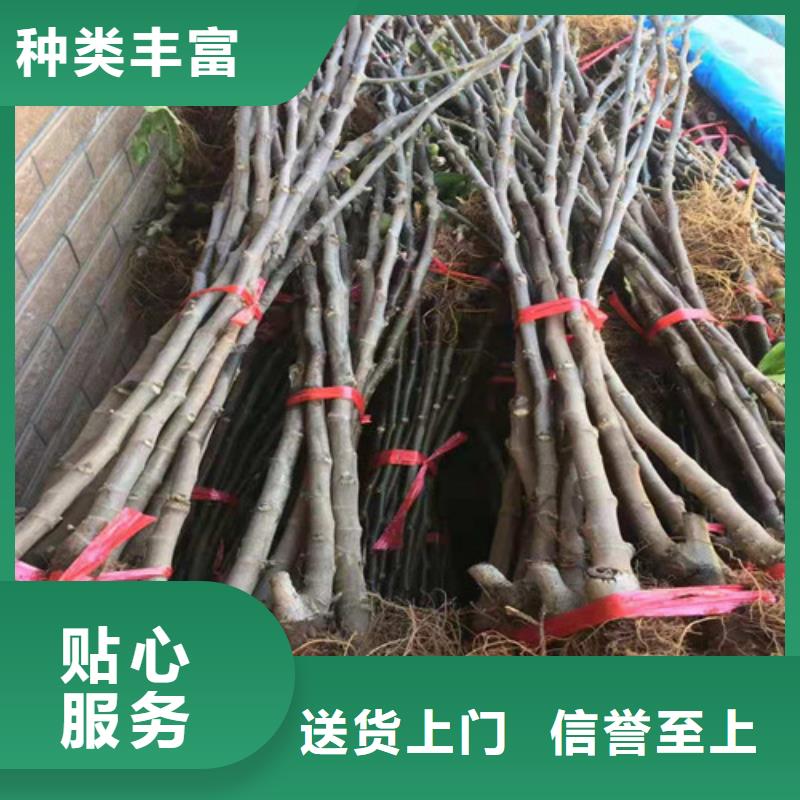 無花果大棚草莓苗匠心工藝