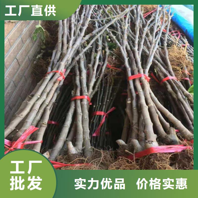金傲芬無花果苗
