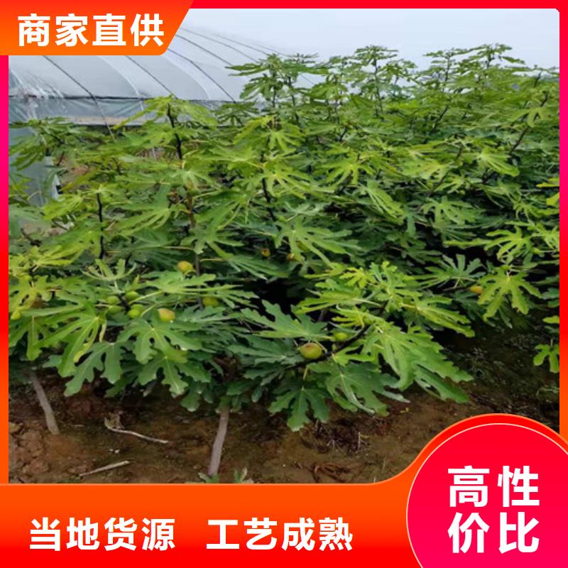 斯特拉无花果苗产地价格