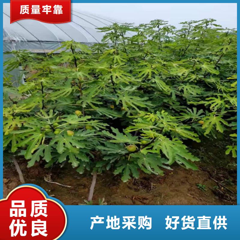 金傲芬無花果苗