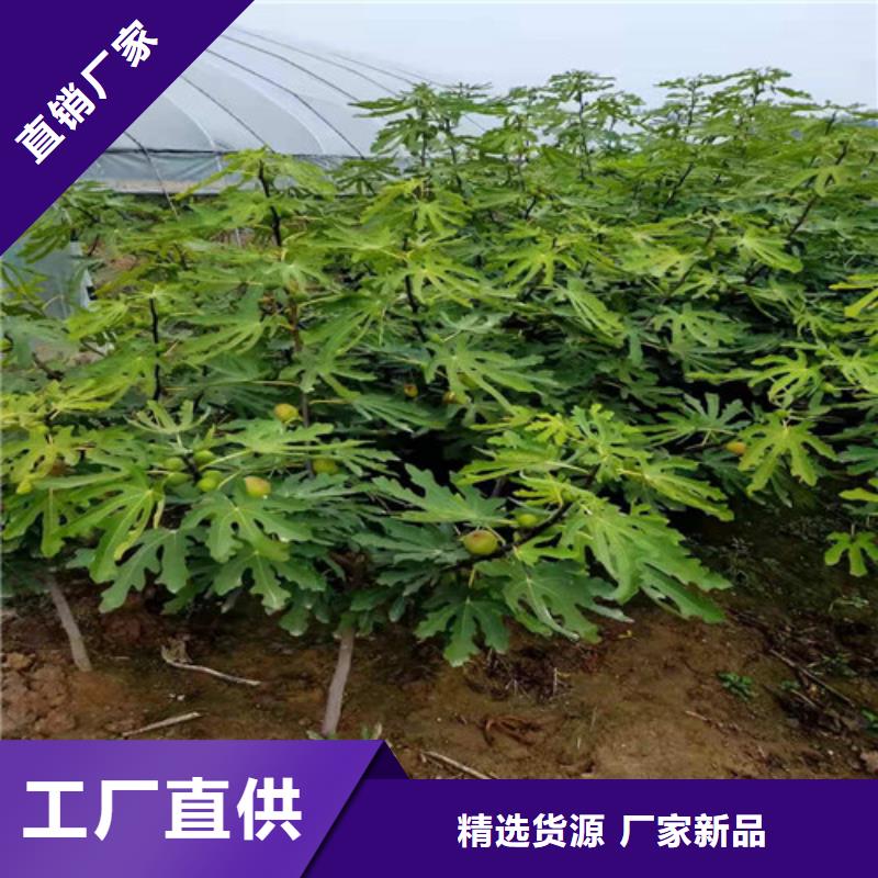 芭劳奈无花果树苗