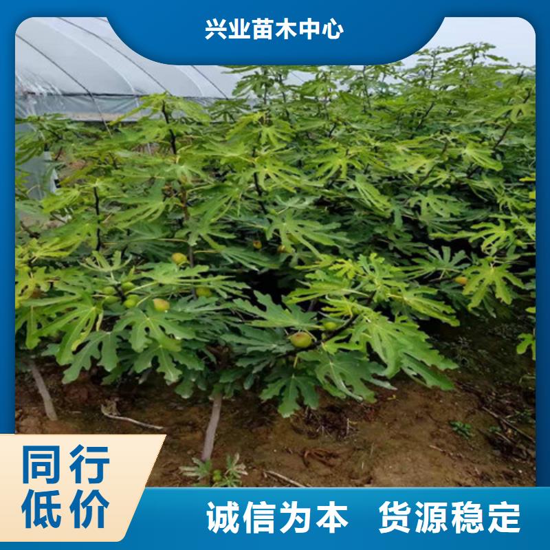 【无花果葡萄苗用品质说话】