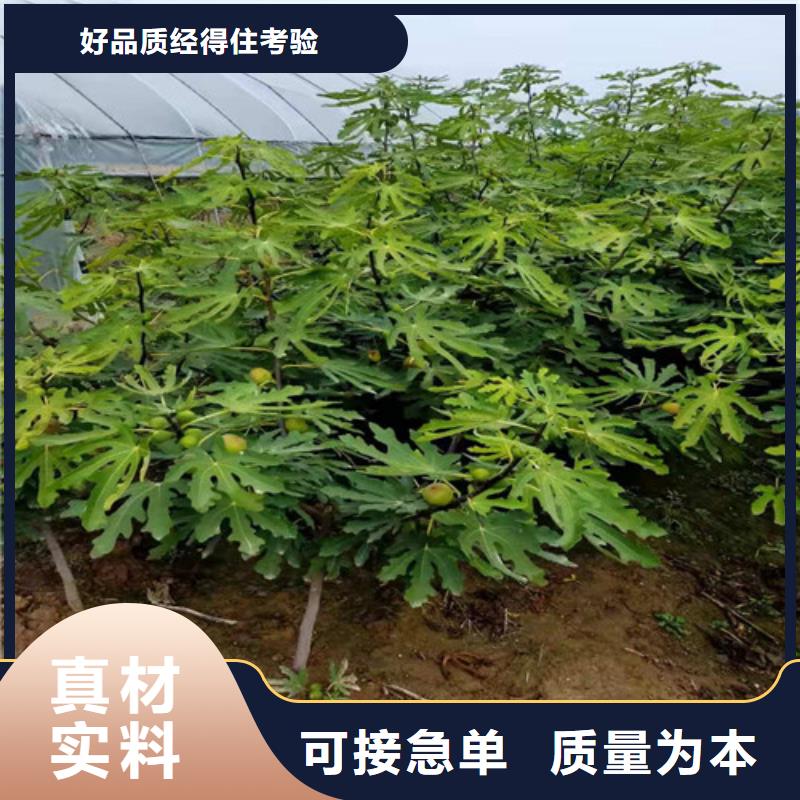 青花無花果枝條